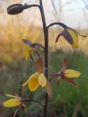 Eulophia hians inaequalis