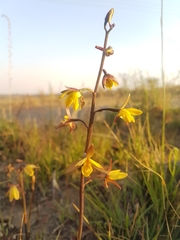 Eulophia hians inaequalis