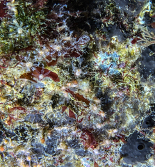 Clavularia crassa