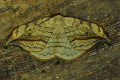 Drepana arcuata