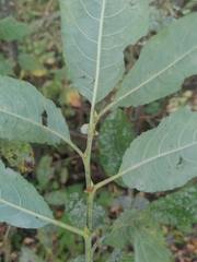 Salix caprea