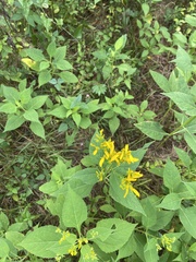Verbesina occidentalis
