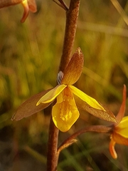 Eulophia hians inaequalis