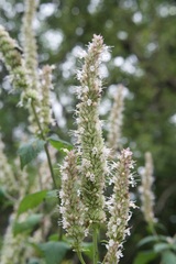 Agastache scrophulariifolia