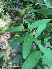 Hypericum virginicum