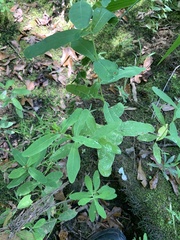 Hypericum virginicum