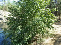 Betula occidentalis