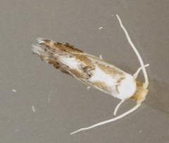 Philonome clemensella