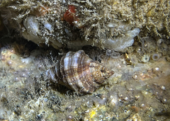 Stramonita haemastoma