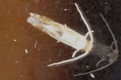 Philonome clemensella