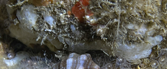 Calcarea
