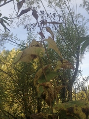 Parasenecio hastatus