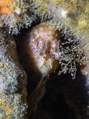 Scorpaena porcus