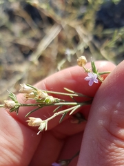 Microgilia minutiflora