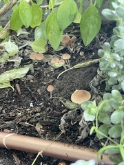 Lepiota rubrotinctoides