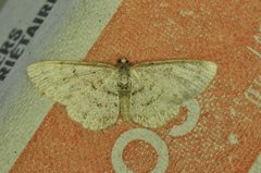 Aethalura intertexta
