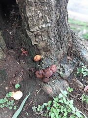 Fungi
