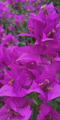 Bougainvillea