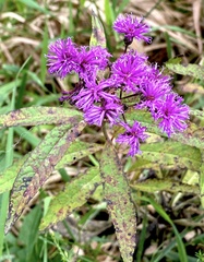Vernonia