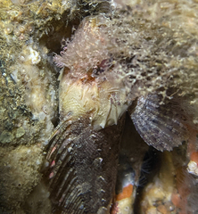 Scorpaena porcus