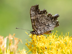Polygonia gracilis