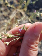 Microgilia minutiflora