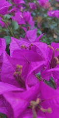 Bougainvillea