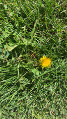 Taraxacum officinale