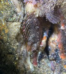 Scorpaena porcus