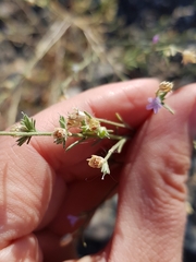 Microgilia minutiflora
