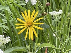 Silphium perfoliatum