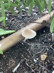 Lepiota rubrotinctoides