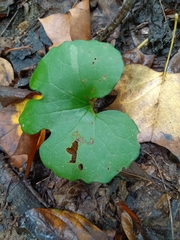 Sanguinaria canadensis
