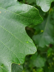 Quercus bicolor