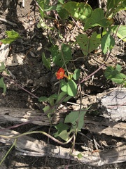 Ipomoea coccinea