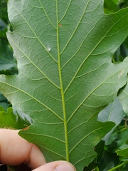Quercus bicolor