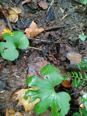 Sanguinaria canadensis