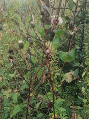 Crepis sibirica