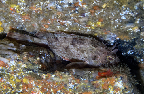 Black Scorpionfish, photo 4 of 10