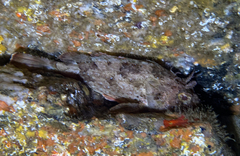 Scorpaena porcus