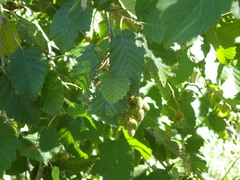 Betula occidentalis