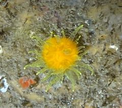 Balanophyllia regia
