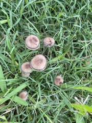 Panaeolus foenisecii