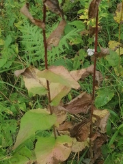 Crepis sibirica