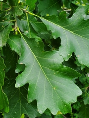 Quercus bicolor