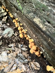 Pholiota squarrosoides