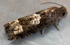 Eucosma parmatana