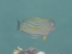 Acanthurus lineatus