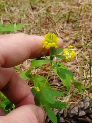 Trifolium aureum