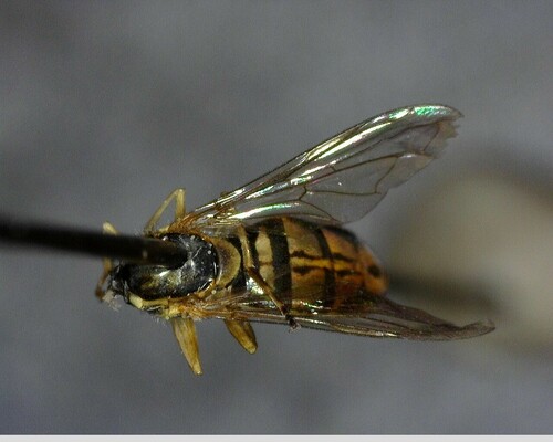 iNaturalist observation photo of Margined Calligrapher